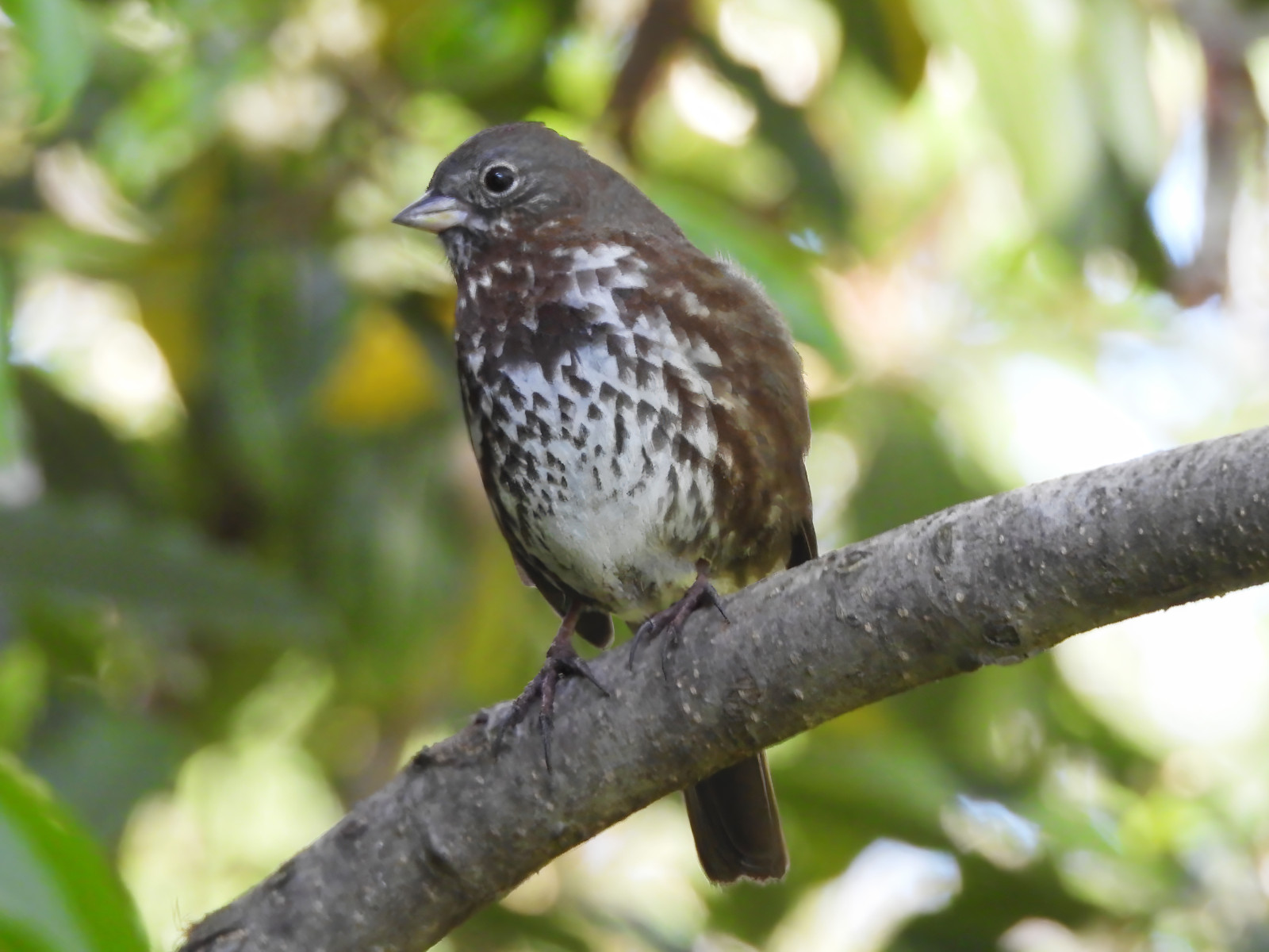 image Fox Sparrow (Sooty)